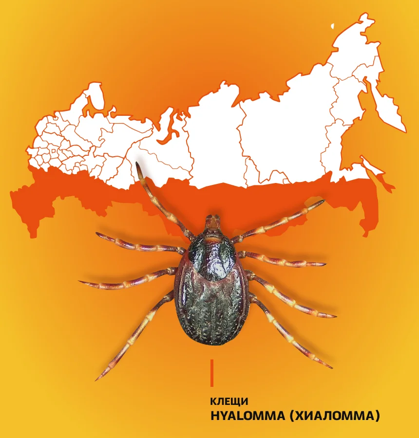 Хищные клещи рода Hyalomma в России