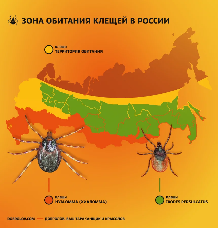 Зона обитания клещей в России